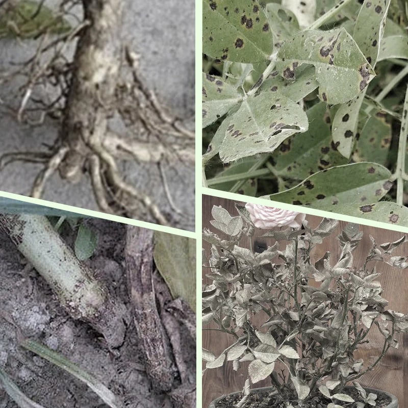 Long-lasting plant food sticks