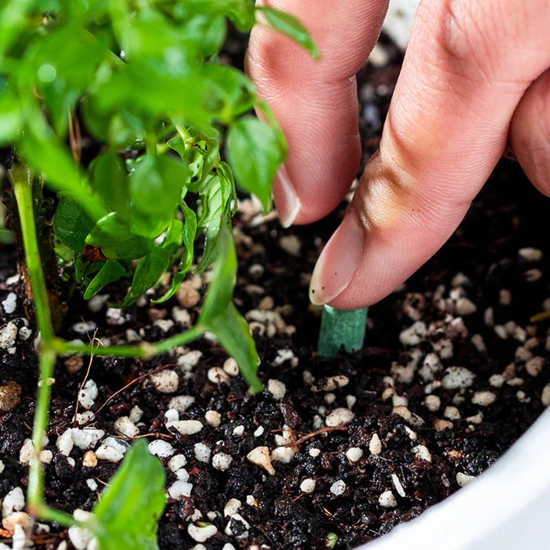 Long-lasting plant food sticks